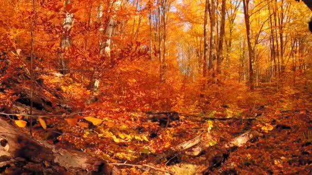 Bela Paisagem Florestal Com Folhas Coloridas Durante Outono — Vídeo de Stock