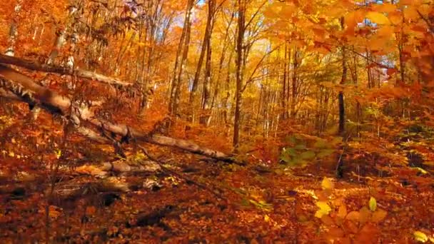 Prachtig Boslandschap Met Kleurrijke Bladeren Tijdens Herfst — Stockvideo