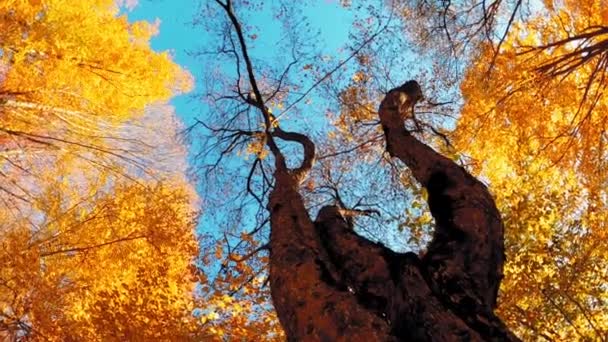 Dół Drzewa Kolorowymi Liśćmi Jesienią — Wideo stockowe