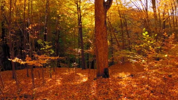 Beau Paysage Forestier Avec Des Feuilles Colorées Pendant Automne — Video