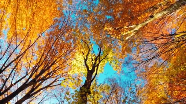 Sonbahar Boyunca Renkli Yaprakları Olan Tepedeki Ağaçlar — Stok video