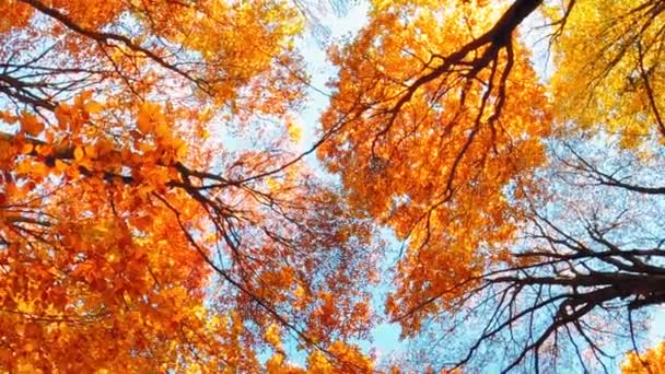 Árvores Superiores Para Baixo Com Folhas Coloridas Durante Outono — Vídeo de Stock