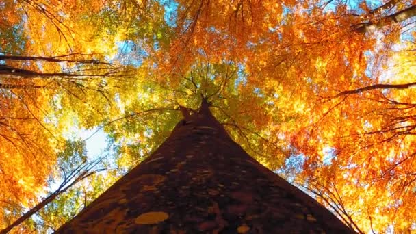 Árvores Superiores Para Baixo Com Folhas Coloridas Durante Outono — Vídeo de Stock