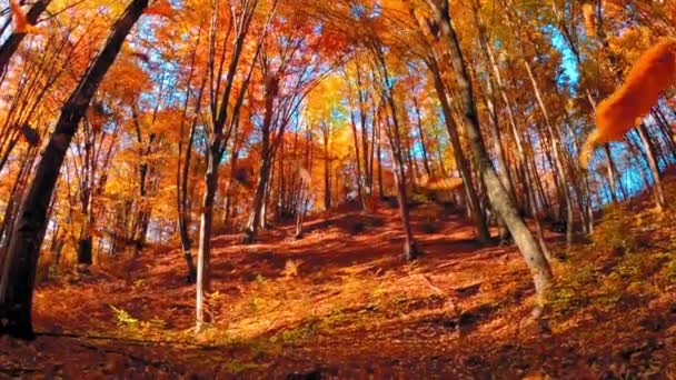 五彩斑斓的树叶落在金黄色的森林里 — 图库视频影像