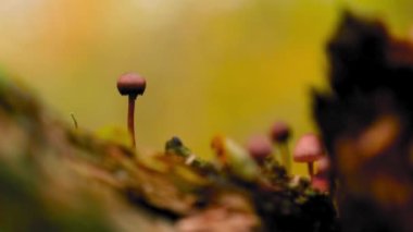 Sonbaharda ormandaki ağaç gövdesinde bir grup yabani mantar.