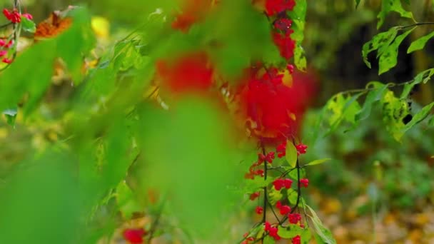 Fruits Sauvages Rouges Aux Feuilles Vertes Soirée — Video