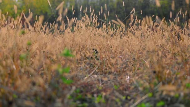 Paille Jaune Dans Lumière Soir Pendant Automne — Video