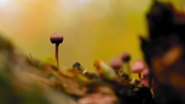 Group Wild Mushrooms Tree Trunk Forest Autumn — Stock Video