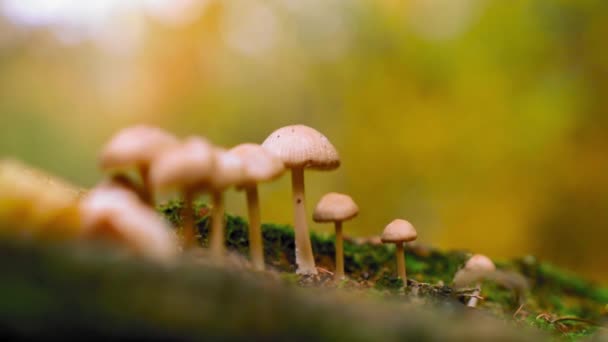 秋天森林树干上的一群野生蘑菇 — 图库视频影像