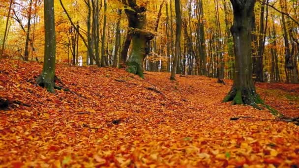 Splendido Paesaggio Autunnale Con Foglie Colorate — Video Stock