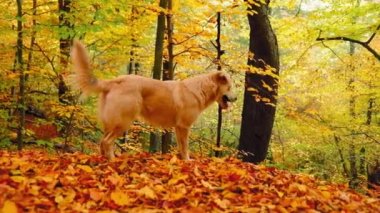 Sonbahar boyunca ormanda renkli yapraklarla çevrili sevimli bir köpek.