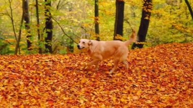 Sonbahar boyunca ormanda renkli yapraklarla çevrili sevimli bir köpek.