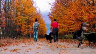 Üç köpekli iki adam sonbaharda renkli yapraklarla orman yolunda yürür.
