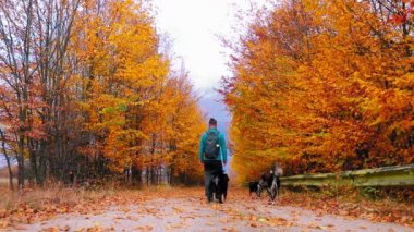 Bir adam, köpeğiyle sonbahar boyunca orman yolunda renkli yapraklarla yürür.