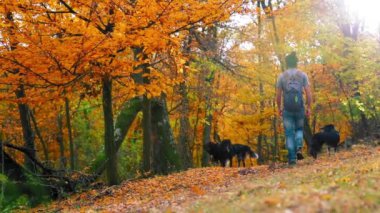 Köpekleri olan bir adam sonbaharda orman yolunda renkli yapraklarla yürür.
