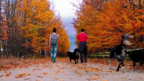 Zwei Männer Mit Drei Hunden Spazieren Herbst Auf Waldweg Mit — Stockvideo