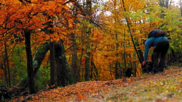 Мужчина Играет Своими Собаками Лесу Окружении Разноцветных Листьев Осенью — стоковое видео