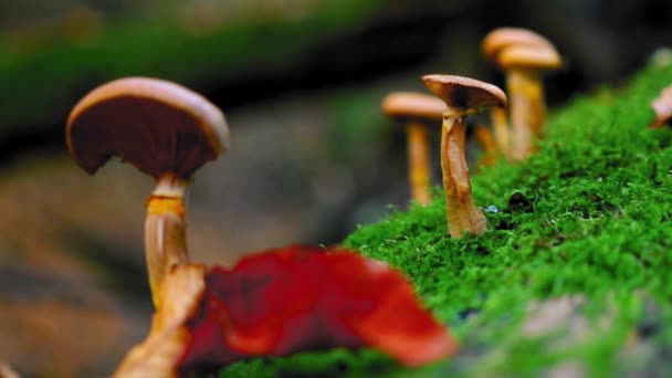 Gruppo Funghi Selvatici Sul Tronco Albero Nella Foresta Durante Autunno — Video Stock