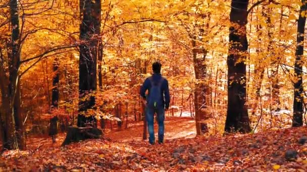 Een Man Loopt Alleen Het Bospad Met Kleurrijke Bladeren Tijdens — Stockvideo