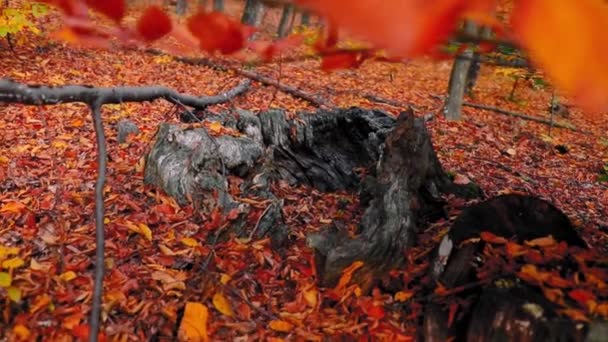 Eski Ağaç Gövdesi Sonbaharda Ormanda Renkli Yapraklarla Çevrili — Stok video