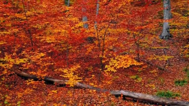 Piękny Jesienny Krajobraz Kolorowymi Liśćmi Rozbłyskiem Słońca — Wideo stockowe