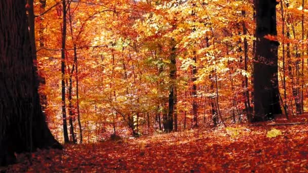 Schöne Herbstlandschaft Mit Bunten Blättern Und Sonnenstrahlen — Stockvideo