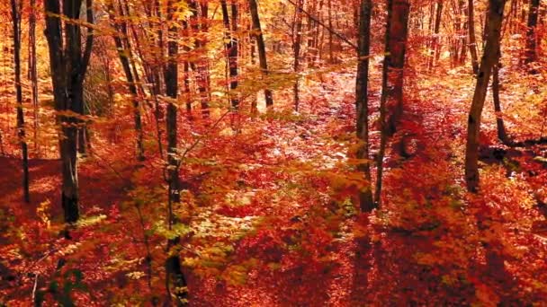Krásná Podzimní Krajina Barevnými Listy Slunečními Erupcemi — Stock video