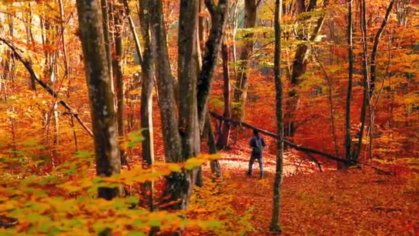 Homme Marche Dans Forêt Avec Des Feuilles Colorées Pendant Automne — Video