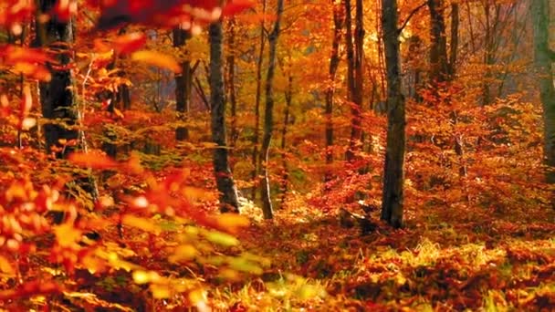 Beau Paysage Automne Avec Des Feuilles Colorées Une Éruption Solaire — Video