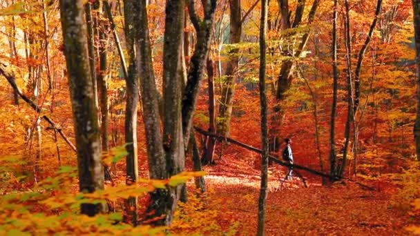 Homem Entra Floresta Com Folhas Coloridas Durante Outono — Vídeo de Stock