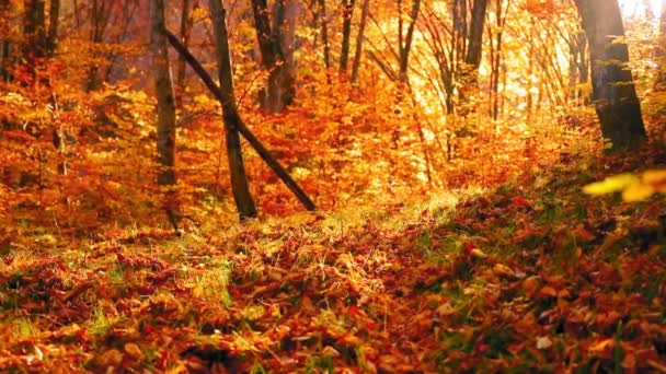 美丽的秋天风景 绿叶斑斓 阳光闪耀 — 图库视频影像