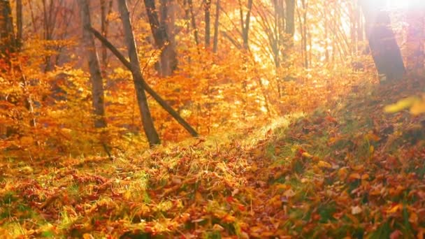 Piękny Jesienny Krajobraz Kolorowymi Liśćmi Rozbłyskiem Słońca — Wideo stockowe