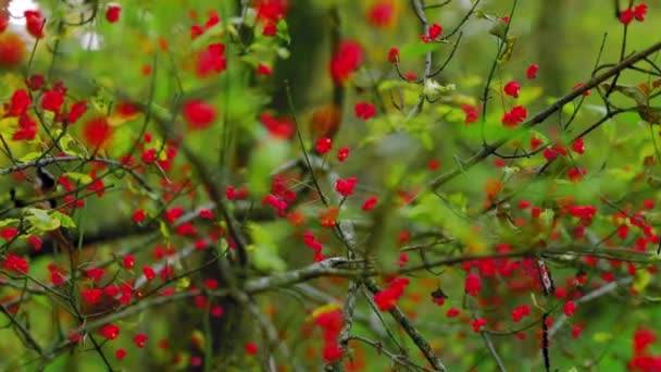 Frutos Silvestres Vermelhos Com Folhas Verdes Luz Noite — Vídeo de Stock