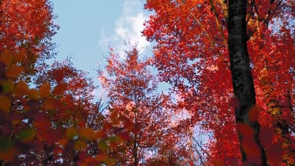 Prachtige Valstrook Met Kleurrijke Bladeren — Stockvideo