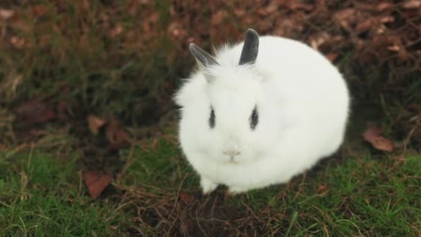 Adorable white dwarf rabbit sitting in the yard 