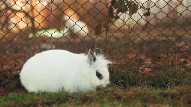 Чарівний Білий Карликовий Кролик Сидить Дворі — стокове відео