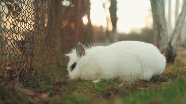 Adorable Conejo Enano Blanco Sentado Patio — Vídeo de stock