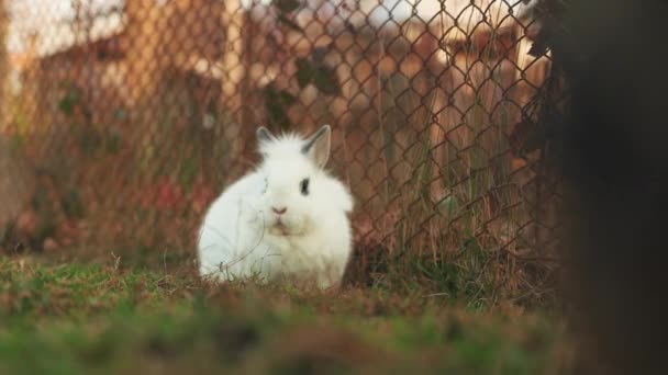 Schattige Witte Dwerg Konijn Zit Tuin — Stockvideo