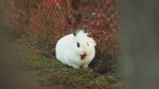 Adorable Lapin Nain Blanc Assis Dans Cour — Video