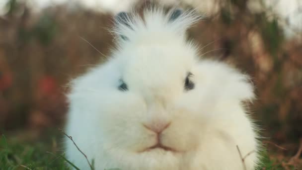 Чарівний Білий Карликовий Кролик Сидить Дворі — стокове відео