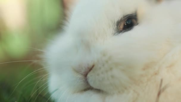 Очаровательный Белый Карликовый Кролик Сидит Дворе — стоковое видео