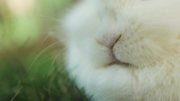 Adorabile Coniglio Nano Bianco Seduto Nel Cortile — Video Stock