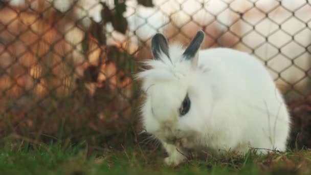 Adorable White Dwarf Rabbit Sitting Yard — Stock Video