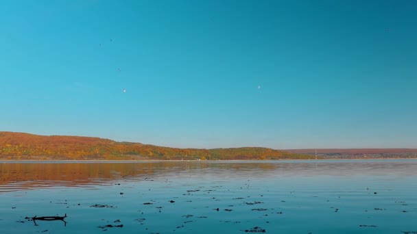 Стая Чаек Летит Над Спокойным Озером Осенним Утром Разноцветными Листьями — стоковое видео
