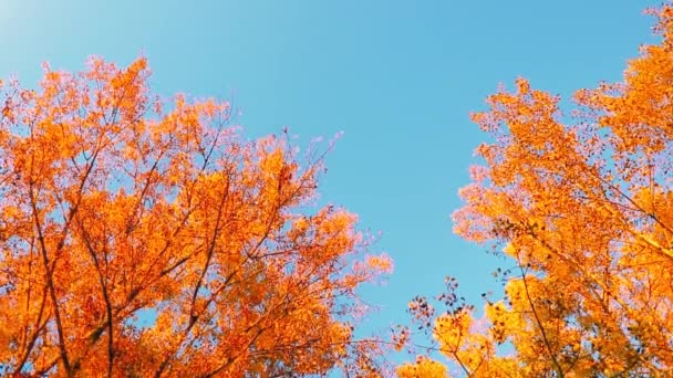 Vue Bas Des Feuilles Colorées Dans Les Arbres Pendant Automne — Video