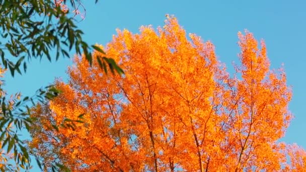 Ner Ovanifrån Färgglada Blad Träden Hösten — Stockvideo