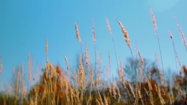Жовта Солома Блакитному Небі Вітрі Під Час Осені — стокове відео