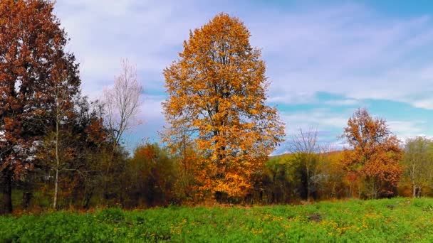Herfst Landschap Met Gekleurde Bomen Het Veld Een Bewolkte Dag — Stockvideo
