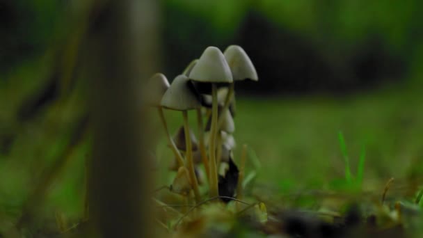 Grupo Pequenos Cogumelos Selvagens Grama Durante Outono — Vídeo de Stock