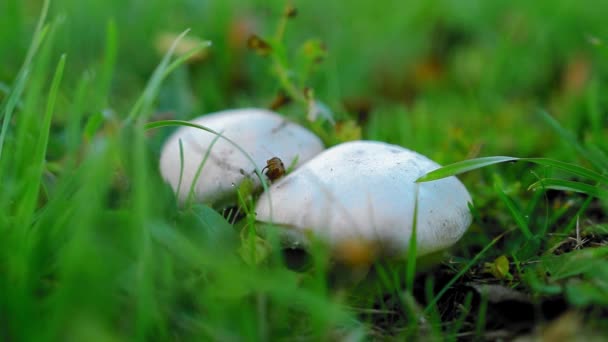 Two Champignon Mushrooms Green Grass Autumn — Stock Video